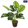 Plants